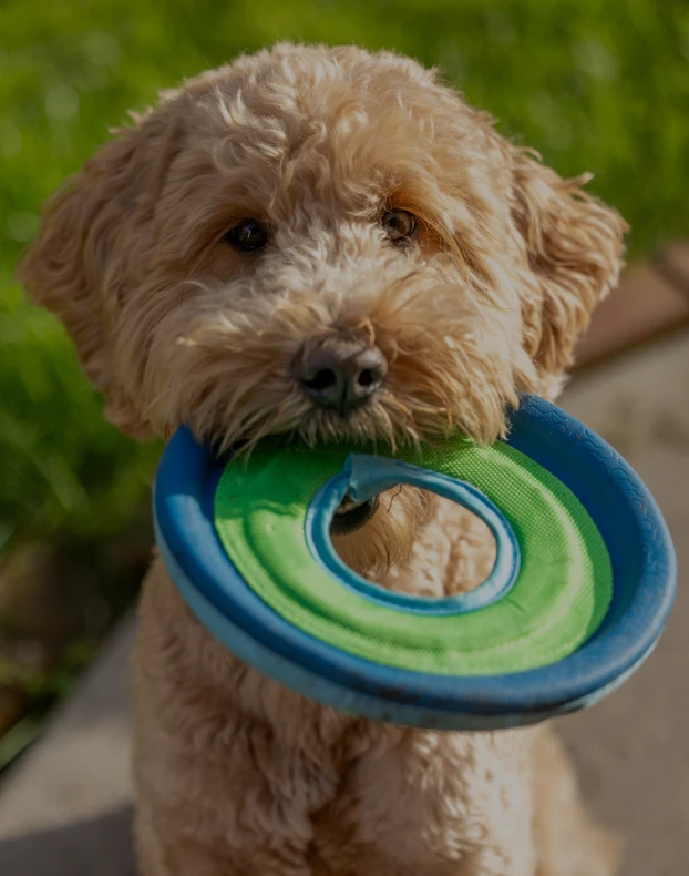 Three friends laugh around a grill on a summer afternoon