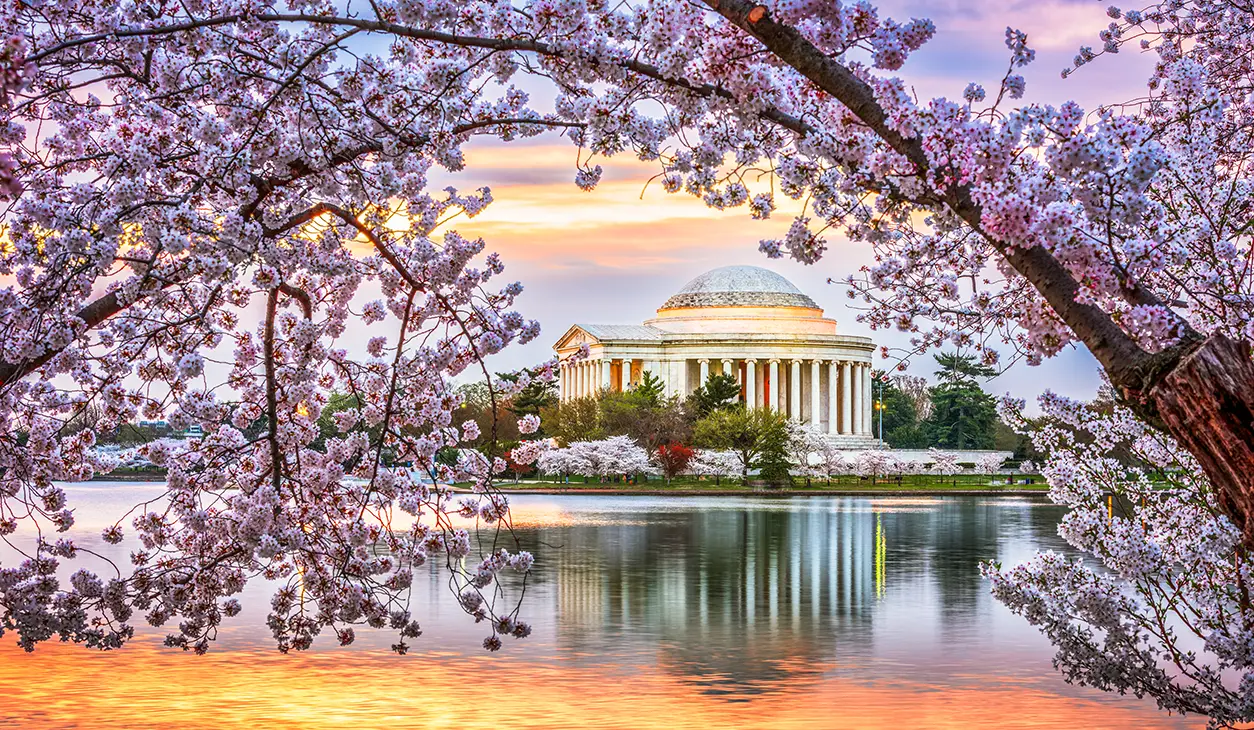 Jefferson Memorial framed by vibrant cherry blossom trees during colorful Washington DC spring sunset