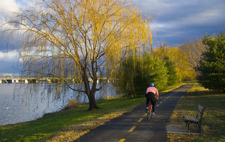 Peaceful riverside bike trail featuring lone cyclist pedaling past trees with weeping branches and benches