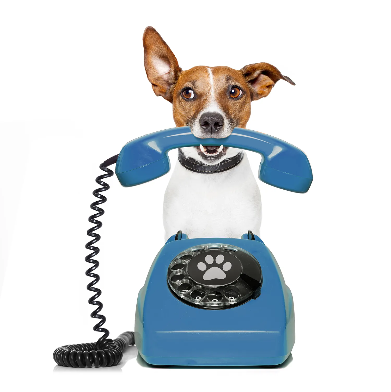 Cute Jack Russell Terrier dog humorously holding blue retro telephone receiver in its mouth